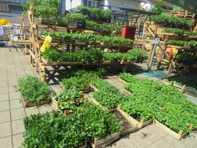 Dani rasada u Prijedoru