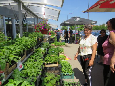 Dani rasada u Prijedoru