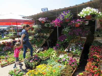 Dani rasada u Prijedoru