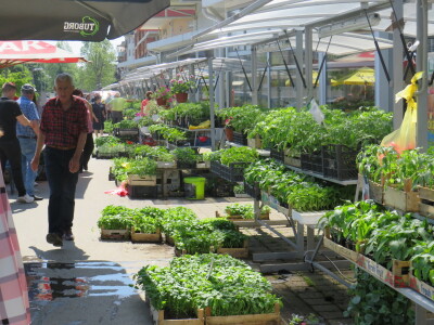 Dani rasada u Prijedoru