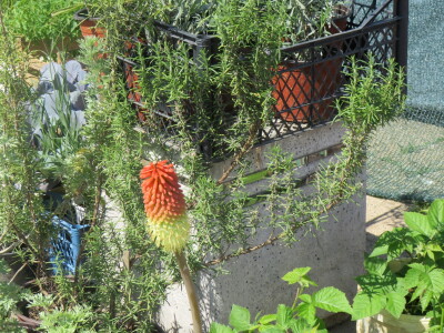 Dani rasada u Prijedoru