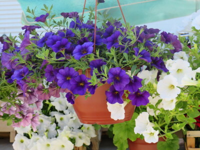 Dani rasada u Prijedoru