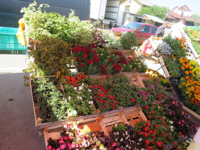 Dani rasada u Prijedoru