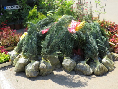 Dani rasada u Prijedoru