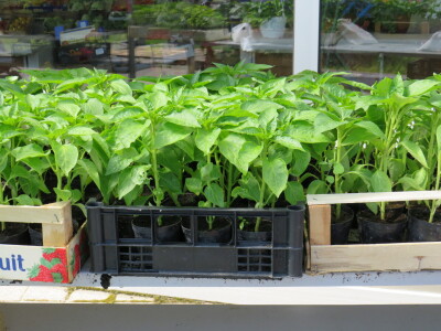 Dani rasada u Prijedoru