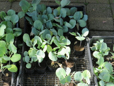 Dani rasada u Prijedoru