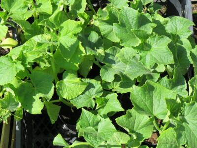 Dani rasada u Prijedoru