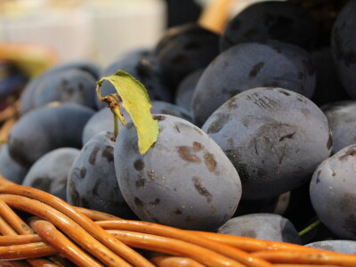 Dani šljive gradačac 2021