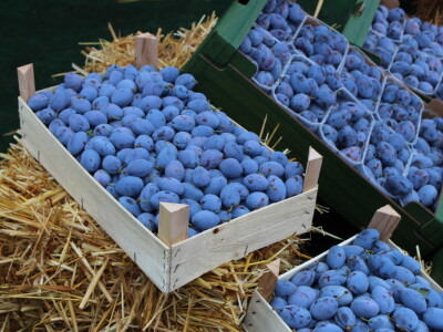 Dani šljive Gradačac 2021