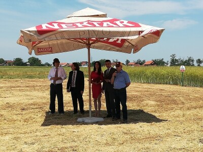 Dani uljane repice Dani uljane repice