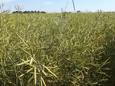 Dani uljane repice Dani uljane repice