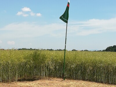 Dani uljane repice Dani uljane repice