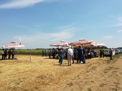 Dani uljane repice Dani uljane repice