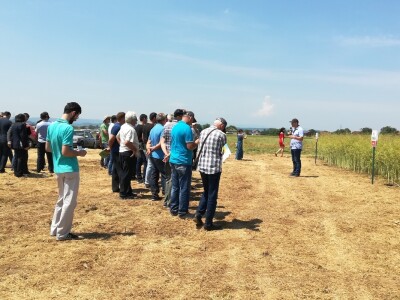 Dani uljane repice Dani uljane repice