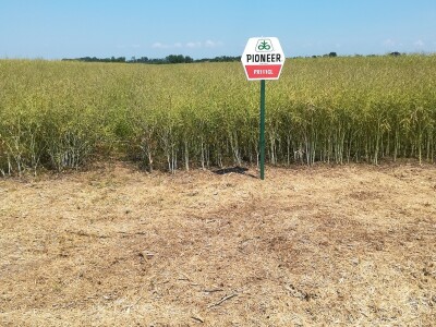 Dani uljane repice Dani uljane repice