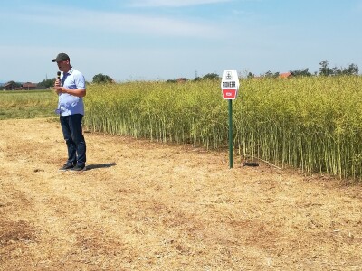 Dani uljane repice Dani uljane repice