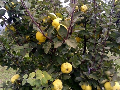 Danilo Škero: Momak djevojci kad izjavljuje ljubav kaže dunjo moja. Ima nešto u toj voćki Danilo Škero: Momak djevojci kad izjavljuje ljubav kaže dunjo moja. Ima nešto u toj voćki