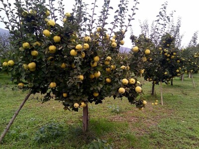 Danilo Škero: Momak djevojci kad izjavljuje ljubav kaže dunjo moja. Ima nešto u toj voćki Danilo Škero: Momak djevojci kad izjavljuje ljubav kaže dunjo moja. Ima nešto u toj voćki