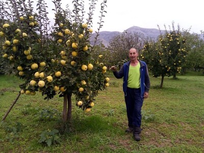 Danilo Škero: Momak djevojci kad izjavljuje ljubav kaže dunjo moja. Ima nešto u toj voćki Danilo Škero: Momak djevojci kad izjavljuje ljubav kaže dunjo moja. Ima nešto u toj voćki
