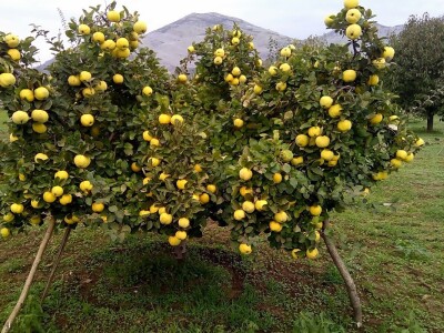 Danilo Škero: Momak djevojci kad izjavljuje ljubav kaže dunjo moja. Ima nešto u toj voćki Danilo Škero: Momak djevojci kad izjavljuje ljubav kaže dunjo moja. Ima nešto u toj voćki