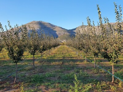 Danilo Škero: Momak djevojci kad izjavljuje ljubav kaže dunjo moja. Ima nešto u toj voćki Danilo Škero: Momak djevojci kad izjavljuje ljubav kaže dunjo moja. Ima nešto u toj voćki