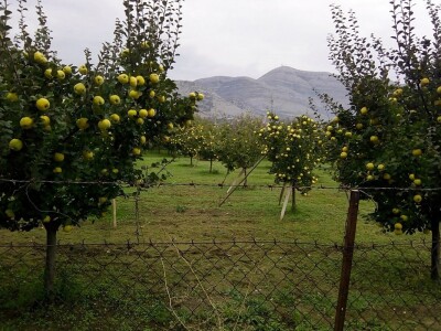 Danilo Škero: Momak djevojci kad izjavljuje ljubav kaže dunjo moja. Ima nešto u toj voćki Danilo Škero: Momak djevojci kad izjavljuje ljubav kaže dunjo moja. Ima nešto u toj voćki