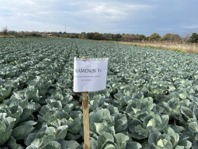 Danima polja kupusnjača u Istri i Biogradu