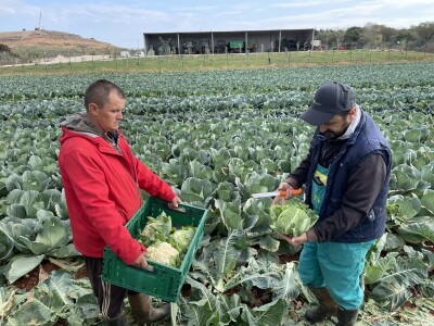Danima polja kupusnjača u Istri i Biogradu