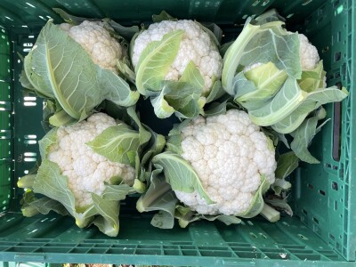 Danima polja kupusnjača u Istri i Biogradu