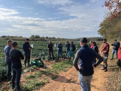 Danima polja kupusnjača u Istri i Biogradu