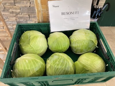 Danima polja kupusnjača u Istri i Biogradu