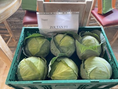 Danima polja kupusnjača u Istri i Biogradu