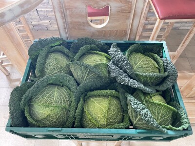 Danima polja kupusnjača u Istri i Biogradu