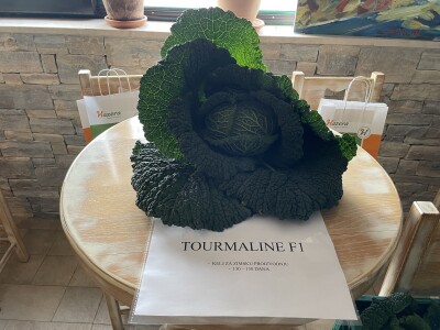 Danima polja kupusnjača u Istri i Biogradu