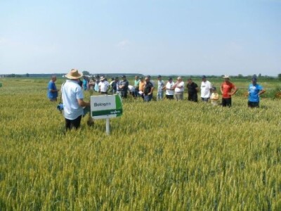 Syngenta zaradionica