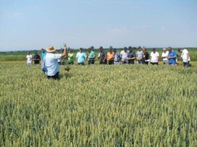 Syngenta zaradionica