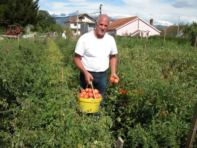 Darko Bogdan bere rajčice koje su brend OPG Suzana Bogdan
