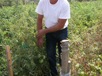 Darko pokazuje rajčice u zriobi