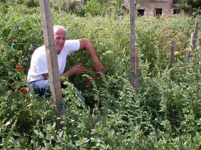 Darko Bogdan pokazuje zdrave sitne rajčice