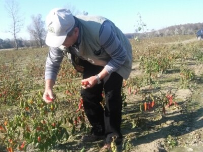 Marićeva paprika Marićeva paprika