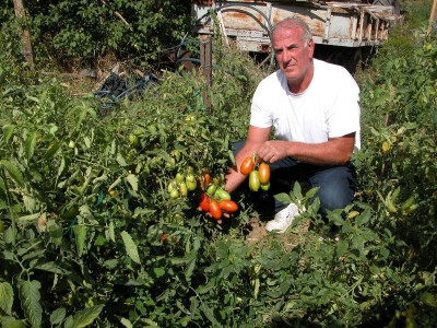 Darko Bogdan pokazuje kvalitetne rajčice