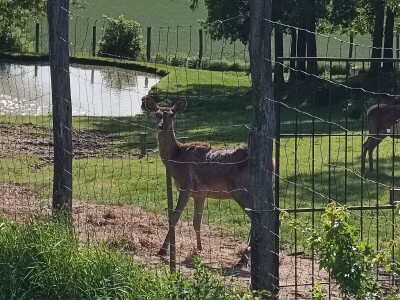 Darko Zovko, uzgoj divljači i lovni turizam
