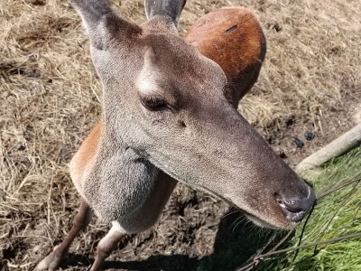 Darko Zovko, uzgoj divljači i lovni turizam