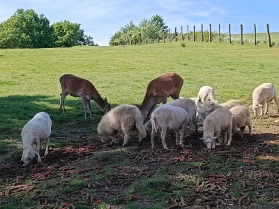 Darko Zovko, uzgoj divljači i lovni turizam