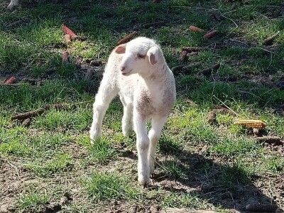 Darko Zovko, uzgoj divljači i lovni turizam