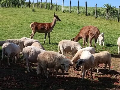 Darko Zovko, uzgoj divljači i lovni turizam
