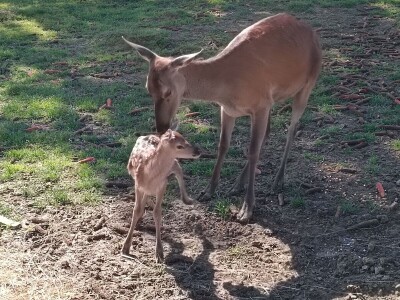 Darko Zovko, uzgoj divljači i lovni turizam
