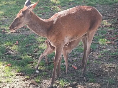 Darko Zovko, uzgoj divljači i lovni turizam