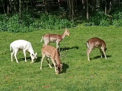Darko Zovko, uzgoj divljači i lovni turizam