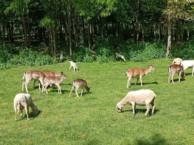 Darko Zovko, uzgoj divljači i lovni turizam